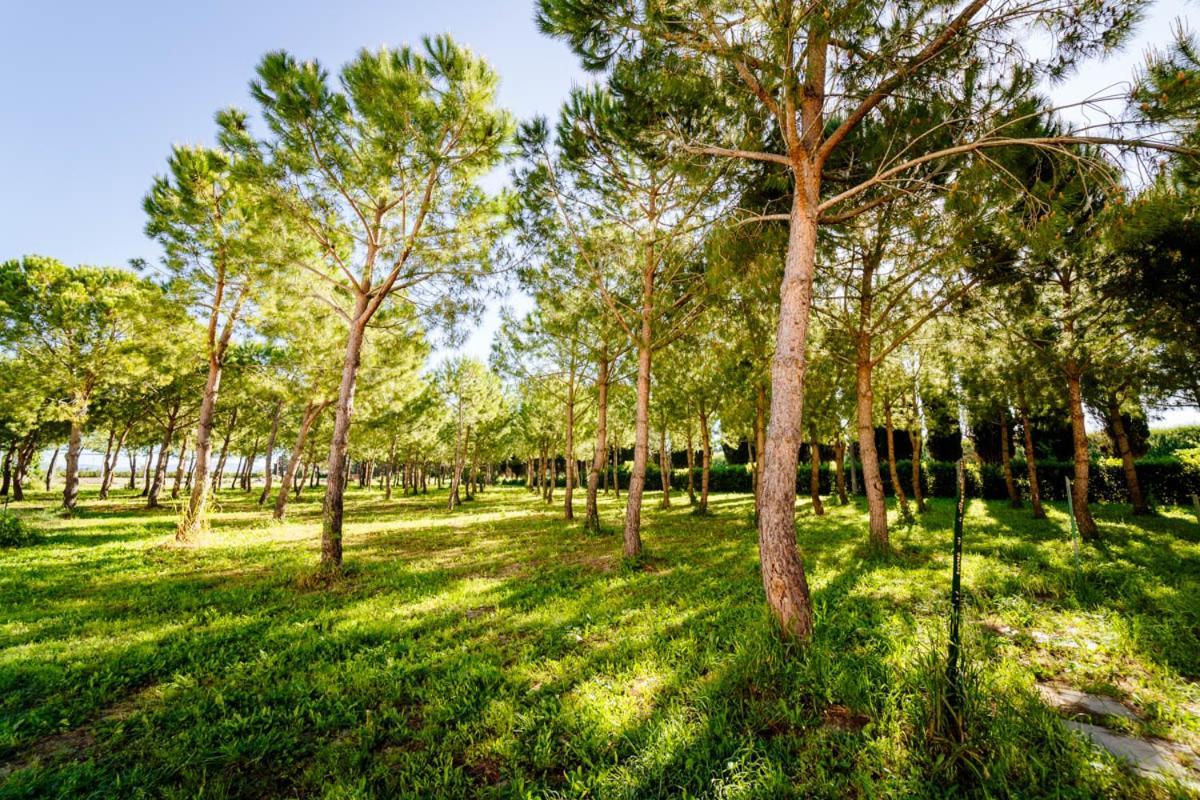 Agriturismo Bio San Mamiliano 格罗塞托 外观 照片